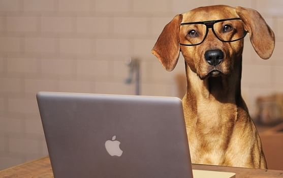 What is the World's Most Translated Website?